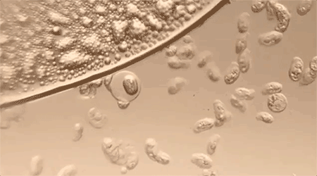 同面料毛巾！我们低价搞到了AG真人直营某东来刚上架的(图8)