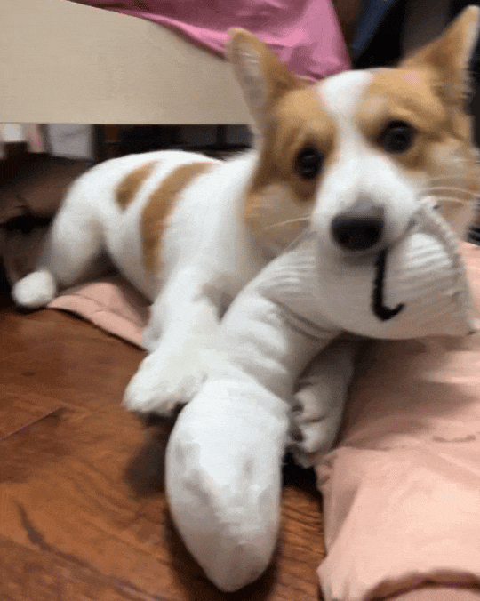 了！几千欧的东西说用就用AG真人国际也是好起来(图12)